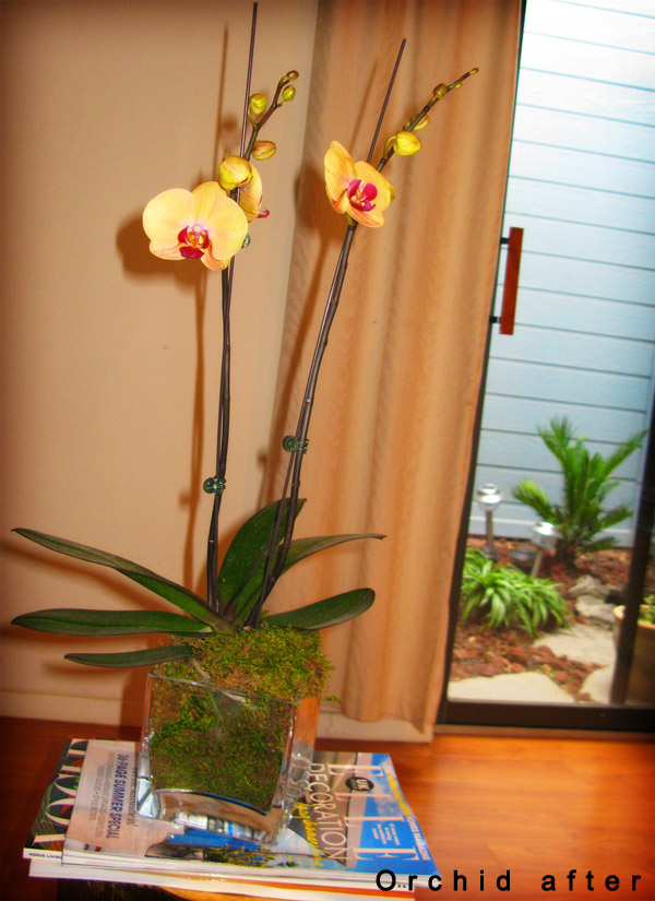 orchidafter orchidafter