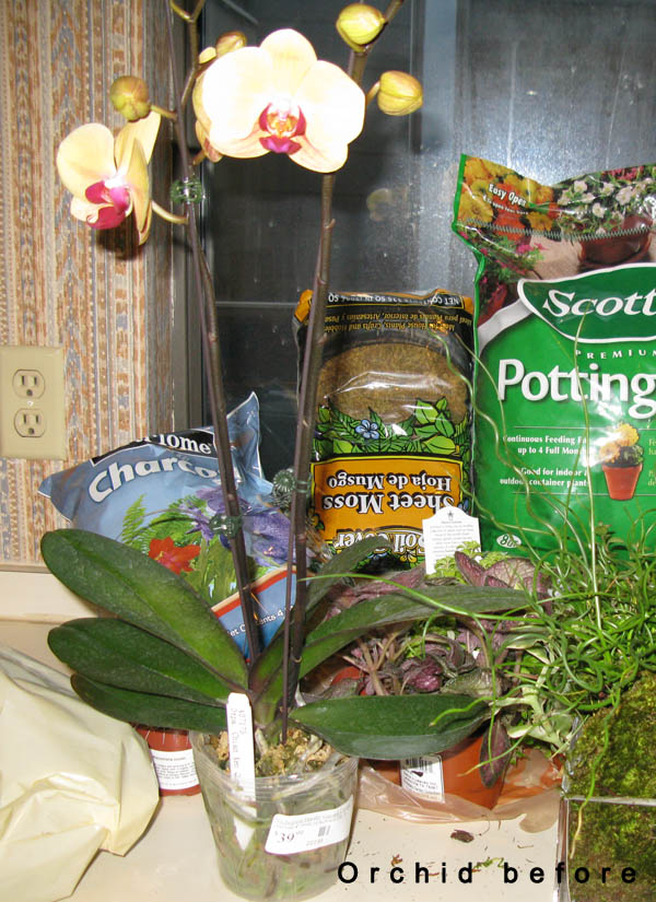 orchidbefore orchidbefore