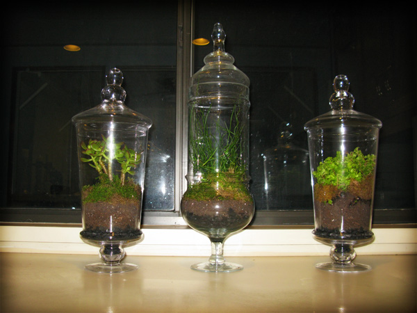 terrarium terrarium