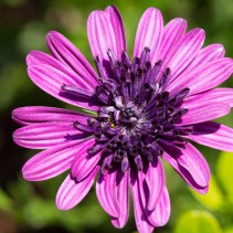 niniflower-2